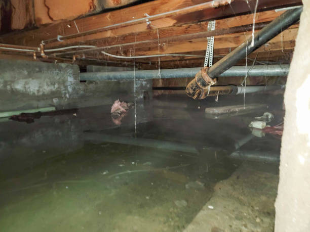 Best Water damage restoration mold remediation  in Rolling Hills Estates, CA