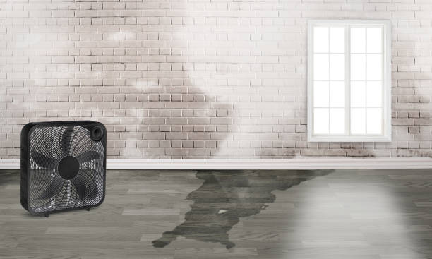Best Basement water damage restoration  in Rolling Hills Estates, CA